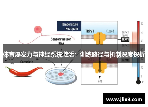 体育爆发力与神经系统激活：训练路径与机制深度探析